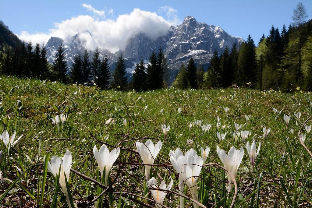 Apartmán Alpine Spot Kranjska Gora Exteriér fotografie